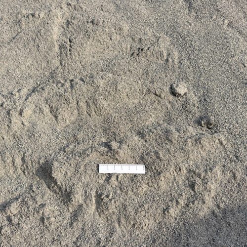 Coarse Washed Sand